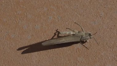 Yaygın bir tarla çekirgesinin (Chorthippus brunneus) kışın gelmesinden önce güneşin son ışınlarında kendisini ısıtması..