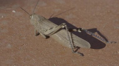 Yaygın bir tarla çekirgesinin (Chorthippus brunneus) kışın gelmesinden önce güneşin son ışınlarında kendisini ısıtması..