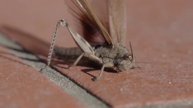 Genel bir alan çekirgesinin (Korthippus brunneus) yavaş çekimde yakın plan çekimleri, renkli ön kanadını açar.