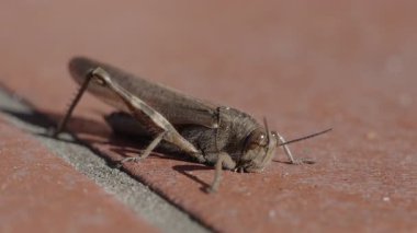 Genel bir alan çekirgesinin (Korthippus brunneus) yavaş çekimde yakın plan çekimleri, renkli ön kanadını açar.