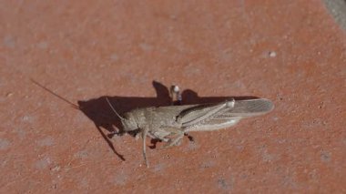 Genel bir alan çekirgesinin (Korthippus brunneus) yavaş çekimde yakın plan çekimleri, renkli ön kanadını açar.