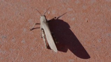 Genel bir alan çekirgesinin (Korthippus brunneus) yavaş çekimde yakın plan çekimleri, renkli ön kanadını açar.