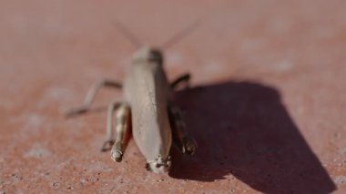 Genel bir alan çekirgesinin (Korthippus brunneus) yavaş çekimde yakın plan çekimleri, renkli ön kanadını açar.