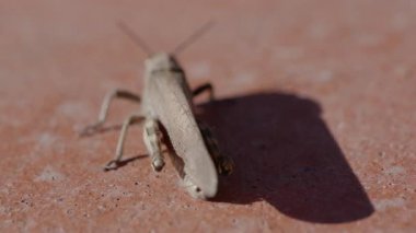Genel bir alan çekirgesinin (Korthippus brunneus) yavaş çekimde yakın plan çekimleri, renkli ön kanadını açar.