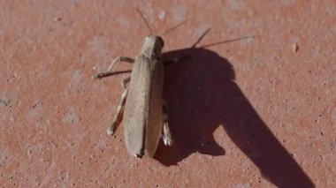 Genel bir alan çekirgesinin (Korthippus brunneus) yavaş çekimde yakın plan çekimleri, renkli ön kanadını açar.
