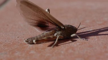 Genel bir alan çekirgesinin (Korthippus brunneus) yavaş çekimde yakın plan çekimleri, renkli ön kanadını açar.