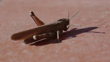 Yavaş çekimde (Korthippus brunneus), kış gelmeden önce güneşin son ışınlarında kendini ısıtarak, ortak bir tarla çekirgesinin (korthippus brunneus) yakın çekimine başlar..