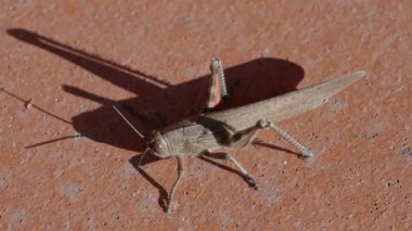 Yavaş çekimde (Korthippus brunneus), kış gelmeden önce güneşin son ışınlarında kendini ısıtarak, ortak bir tarla çekirgesinin (korthippus brunneus) yakın çekimine başlar..