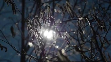 Yavaş çekimde rüzgarda sallanan mavi gökyüzüne karşı yalıtılmış fındık dalları. Fındık ağacı baharın başlarında açar..
