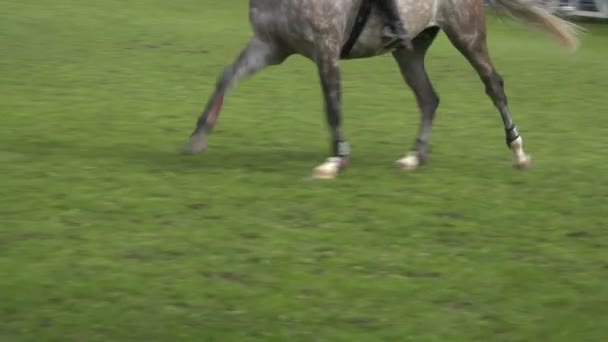 Gros plan du cheval lors d'une course de saut — Video