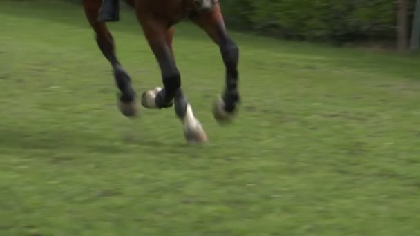Close up van paard tijdens een race-stap-springen — Stockvideo