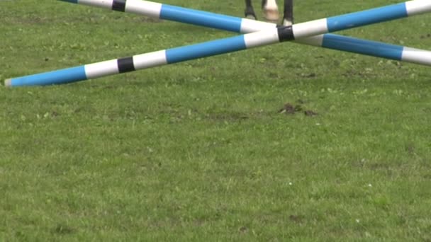 Primer plano del caballo durante una carrera de salto — Vídeo de stock