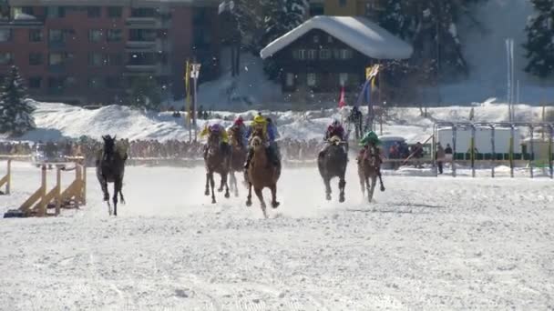 O Campeonato Europeu de Cavalaria no Turfin Branco Sankt Moritz — Vídeo de Stock