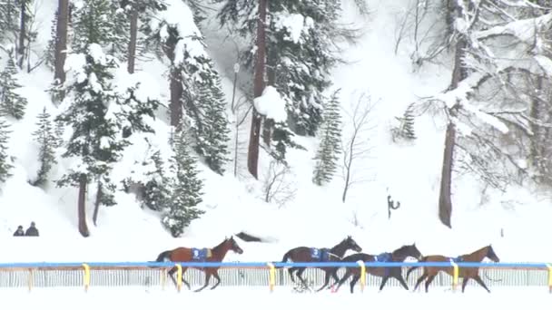 Der Grand Prix Horserace endete mit einem Sturz von fünf Pferden und Reitern am 9. Februar 2014 in St. Moritz (Schweiz)) — Stockvideo