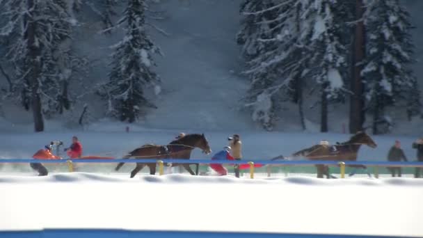 Mistrzostwa Europy w wyścigi konne na biały Turfin Sankt Moritz — Wideo stockowe