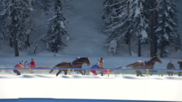 El Campeonato Europeo de Caza de Caballo en el Turfin Blanco Sankt Moritz — Vídeo de stock