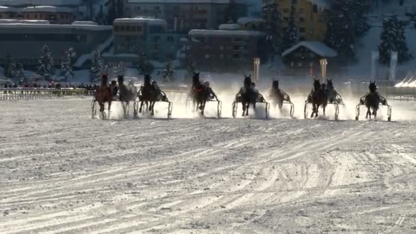 El Campeonato Europeo de Caza de Caballo en el Turfin Blanco Sankt Moritz — Vídeo de stock