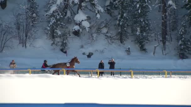 El Campeonato Europeo de Caza de Caballo en el Turfin Blanco Sankt Moritz — Vídeo de stock