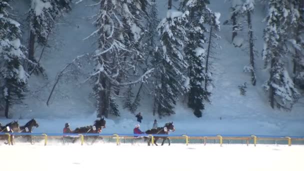 Het Europees kampioenschap van paardenrennen op de witte Turfin Sankt Moritz — Stockvideo