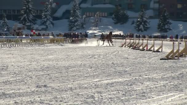 Чемпіонат Європи horserace на білий Turfin Санкт Моріц — стокове відео