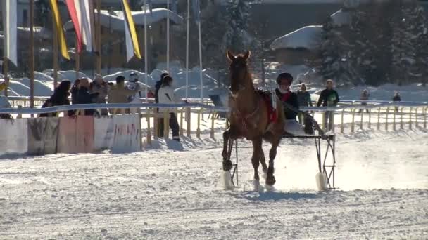 EM i kapplöpning om vit Turfin Sankt Moritz — Stockvideo