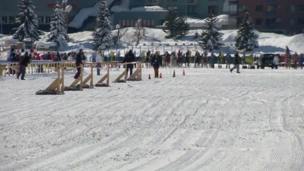 El Campeonato Europeo de Caza de Caballo en el Turfin Blanco Sankt Moritz — Vídeos de Stock