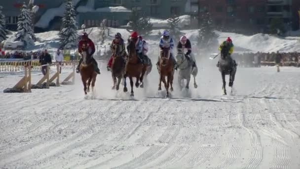 Die europameisterschaft der pferde auf dem weißen rasen sankt moritz — Stockvideo