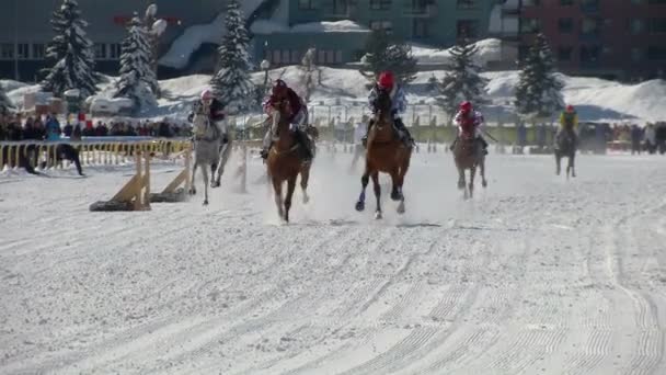 El Campeonato Europeo de Caza de Caballo en el Turfin Blanco Sankt Moritz — Vídeos de Stock