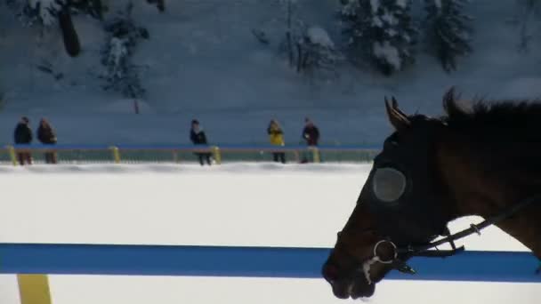 EM i hestevæddeløb på den hvide Turfin Sankt Moritz – Stock-video