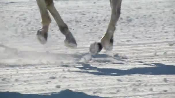 El Campeonato Europeo de Caza de Caballo en el Turfin Blanco Sankt Moritz — Vídeo de stock