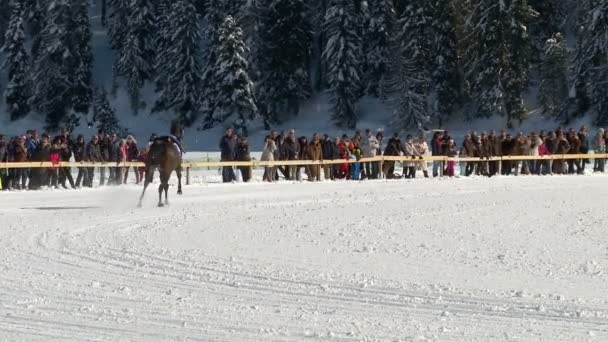 Die europameisterschaft der pferde auf dem weißen rasen sankt moritz — Stockvideo