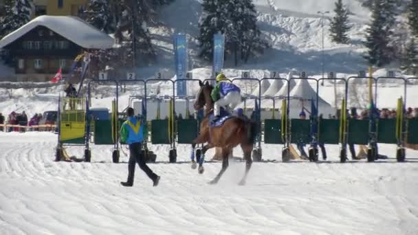 Die europameisterschaft der pferde auf dem weißen rasen sankt moritz — Stockvideo