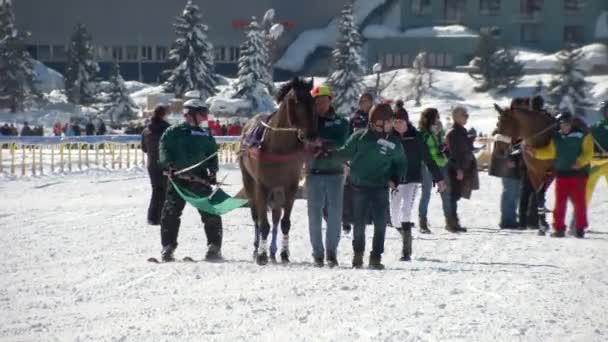 Die europameisterschaft der pferde auf dem weißen rasen sankt moritz — Stockvideo