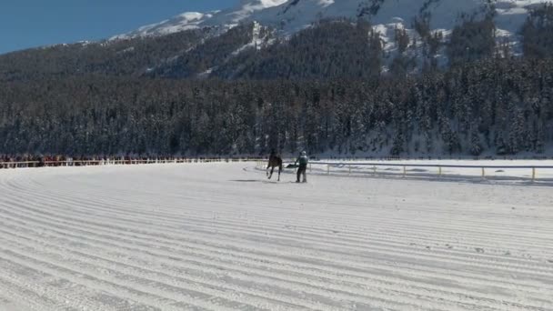 Die europameisterschaft der pferde auf dem weißen rasen sankt moritz — Stockvideo