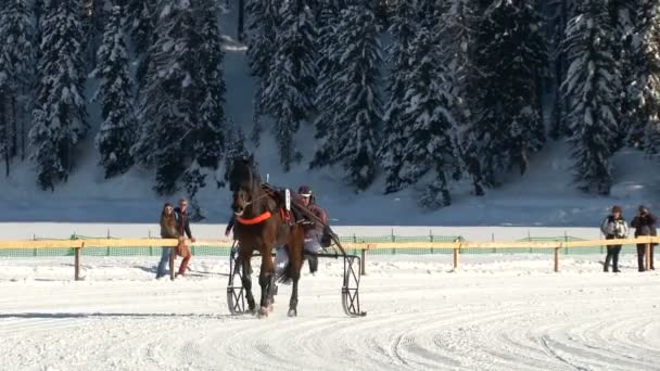 Dolarını üzerinde beyaz Turfin Sankt Moritz Avrupa Şampiyonası — Stok video