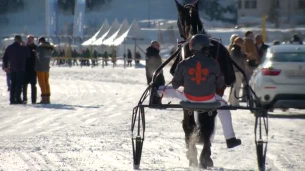 El Campeonato Europeo de Caza de Caballo en el Turfin Blanco Sankt Moritz — Vídeos de Stock