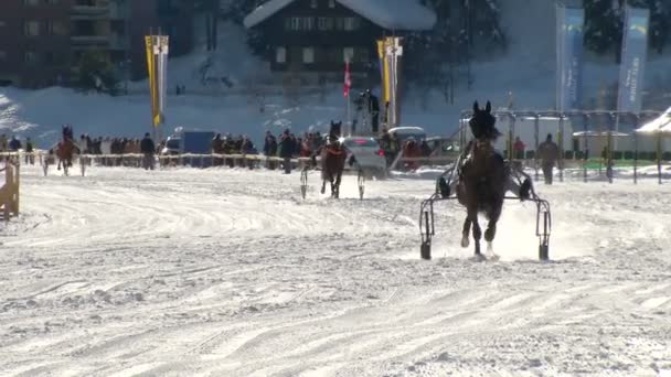 O Campeonato Europeu de Cavalaria no Turfin Branco Sankt Moritz — Vídeo de Stock