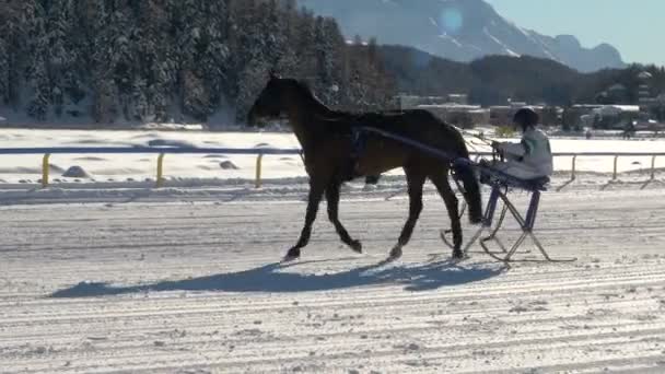 Het Europees kampioenschap van paardenrennen op de witte Turfin Sankt Moritz — Stockvideo