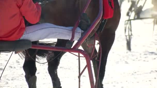 El Campeonato Europeo de Caza de Caballo en el Turfin Blanco Sankt Moritz — Vídeo de stock