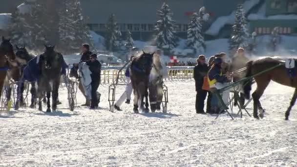 EM i hestevæddeløb på den hvide Turfin Sankt Moritz – Stock-video