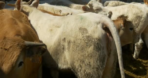 Brown calves in barn — Stock Video