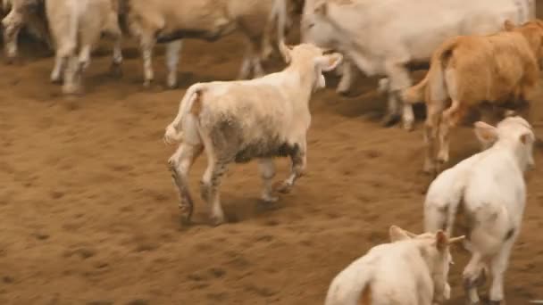 Rinder mit braunen Kälbern laufen munter umher — Stockvideo