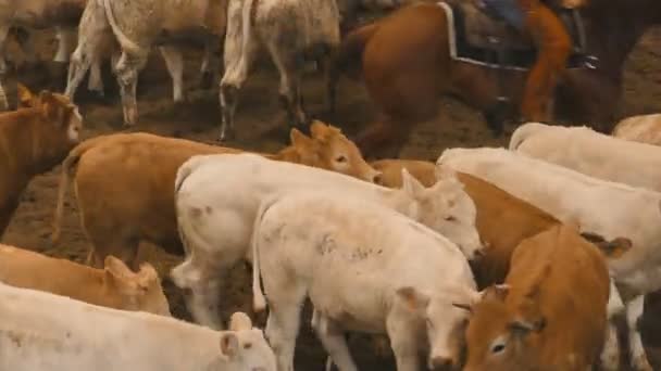 Cattle of brown calves running briskly — Stock Video