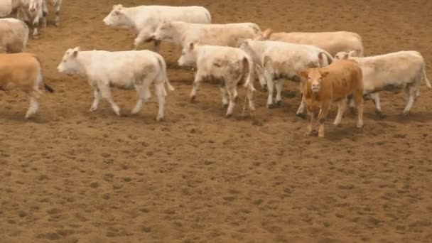 Rinder mit braunen Kälbern laufen munter umher — Stockvideo