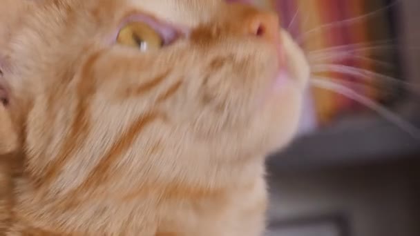 Naranja tabby gato bostezar y lamer su nariz — Vídeo de stock