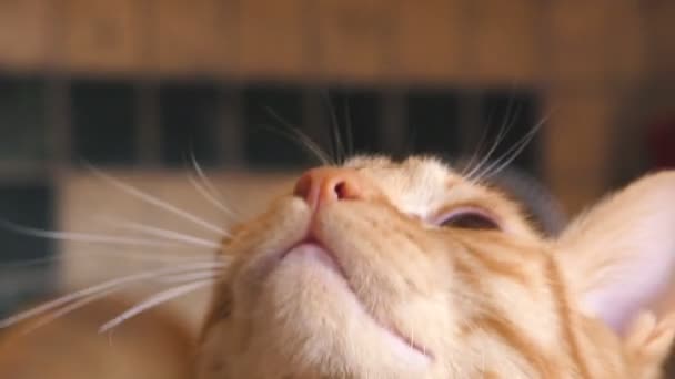 Pomarańczowy pręgowany kot, patrząc i lizanie jej nos — Wideo stockowe