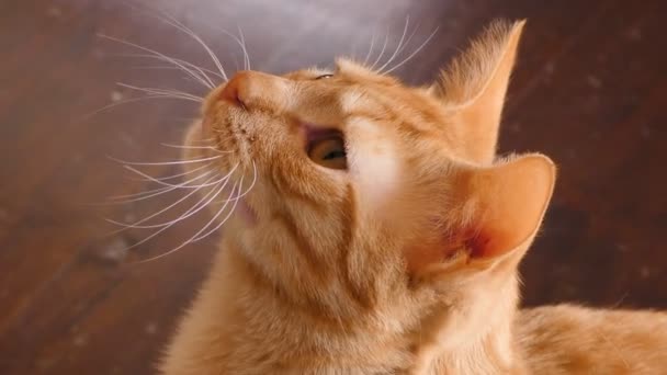 Orange Tabbykatt meowing arg — Stockvideo