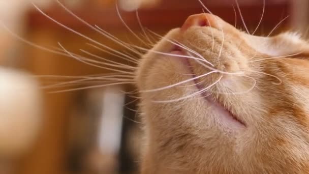 Orange tabby cat meowing angry — Stock Video