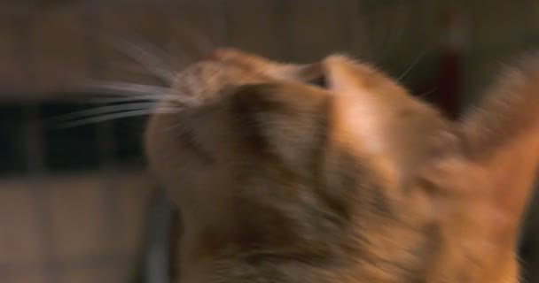 Chat tabby orange suivant une mouche avec ses yeux 