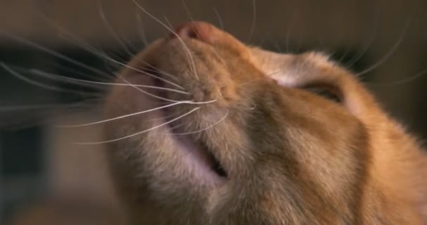 Naranja gato tabby siguiendo una mosca con sus ojos y maullando enojado — Vídeos de Stock